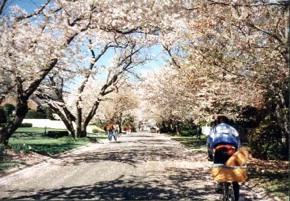 Cherry Blossom Bike Ride (Kenwood, MD) - April 1999