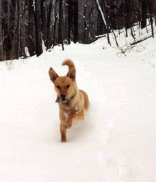 At home at the cottage in the snow