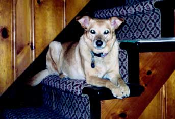 Sheena surveying the cottage kitchen for scraps - April 2000.